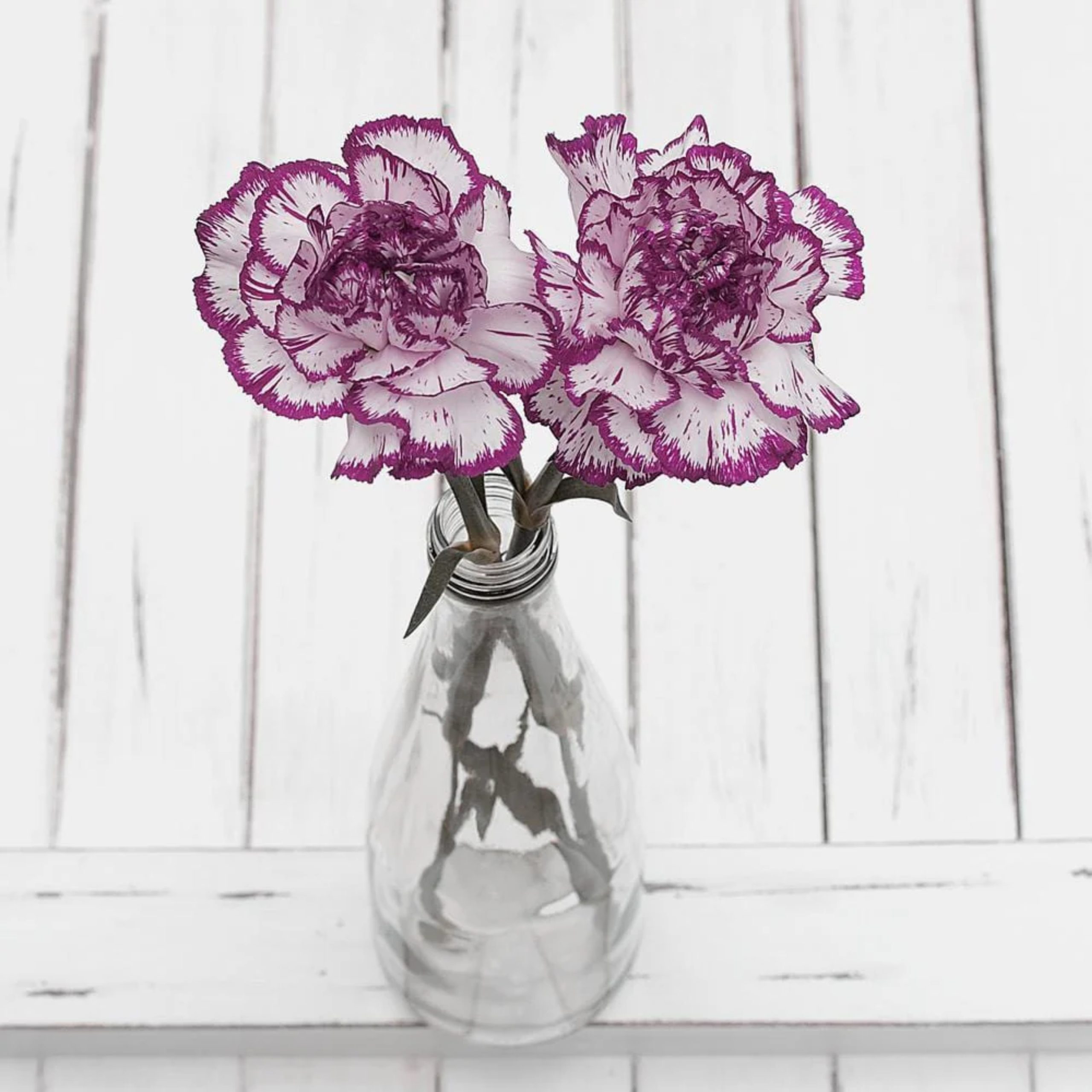 Purple-edged flowers arranged in a vase