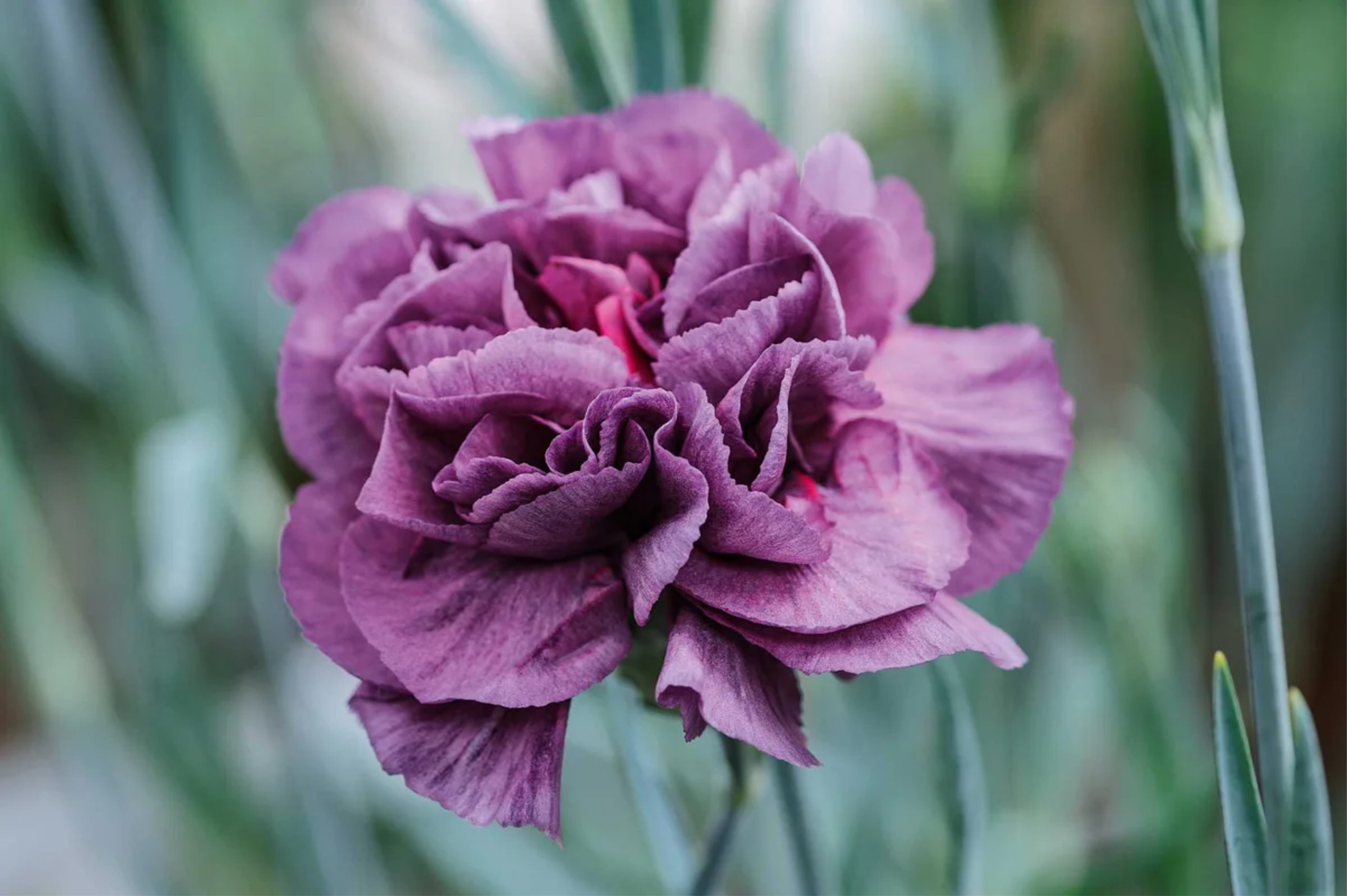 A purple flower growing outdoors